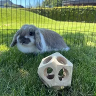 DUVO+ Fa játéklabda 10 cm