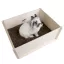 bunnyNature bunnyInteractive DiggingBox