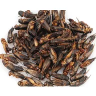Trópus Dried Cricket - Szárított tücsök 40 g