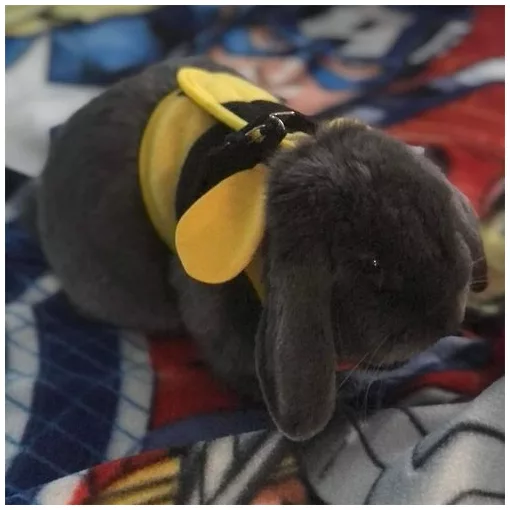 DUVO+ Hám pórázzal nyulaknak "L" - MÉHECSKE - 24-31cm 175cm/12mm