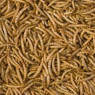   TROPICAL Mealworms - szárított lisztkukac hüllőknek/sünöknek 100 ml/13 g