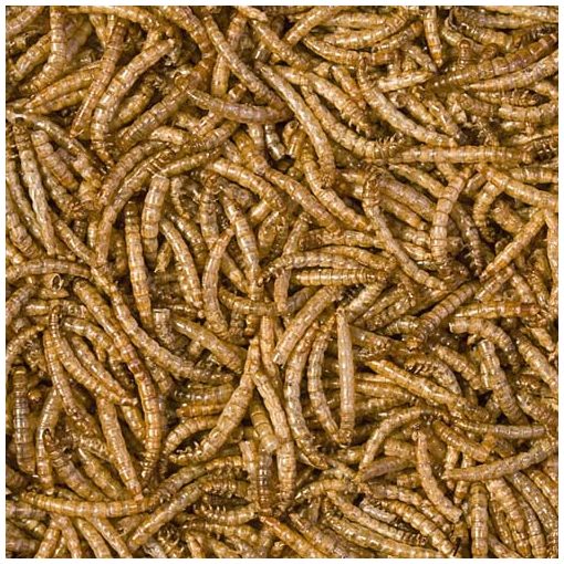 TROPICAL Mealworms - szárított lisztkukac hüllőknek/sünöknek 100 ml/13 g