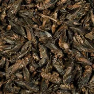   TROPICAL Crickets szárított tücsök hüllőknek/sünöknek 100 ml/10 g