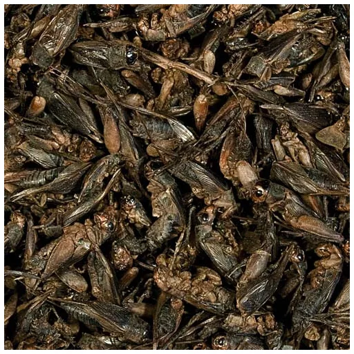 TROPICAL Crickets szárított tücsök hüllőknek/sünöknek 100 ml/10 g
