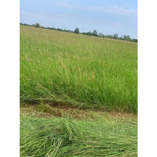 Alföldi széna - Kádár Dani 3 kg