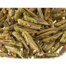 NYUSZISHOP.HU - Szárított szöcske 30 g