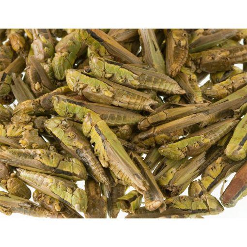 NYUSZISHOP.HU - Szárított szöcske 30 g