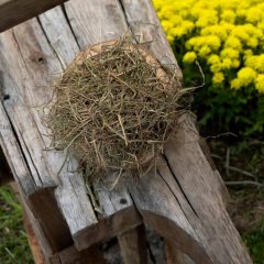 NYUSZISHOP - Timothy széna - 1,5 kg