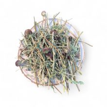 NYUSZISHOP - Kasvirág csokor 100g