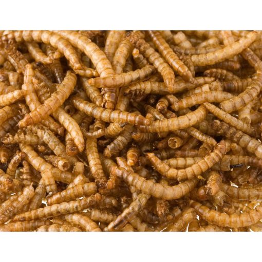 NYUSZISHOP.HU - Lisztkukac 100g