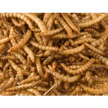 NYUSZISHOP.HU - Lisztkukac konzerv 20g