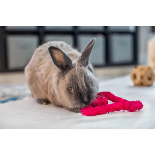 Oxbow Enriched Life Celebration Heart - szív alakú játék