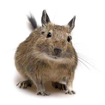 Degu