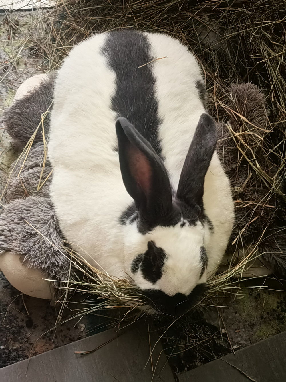 Alföldi széna - Kádár Dani 800g