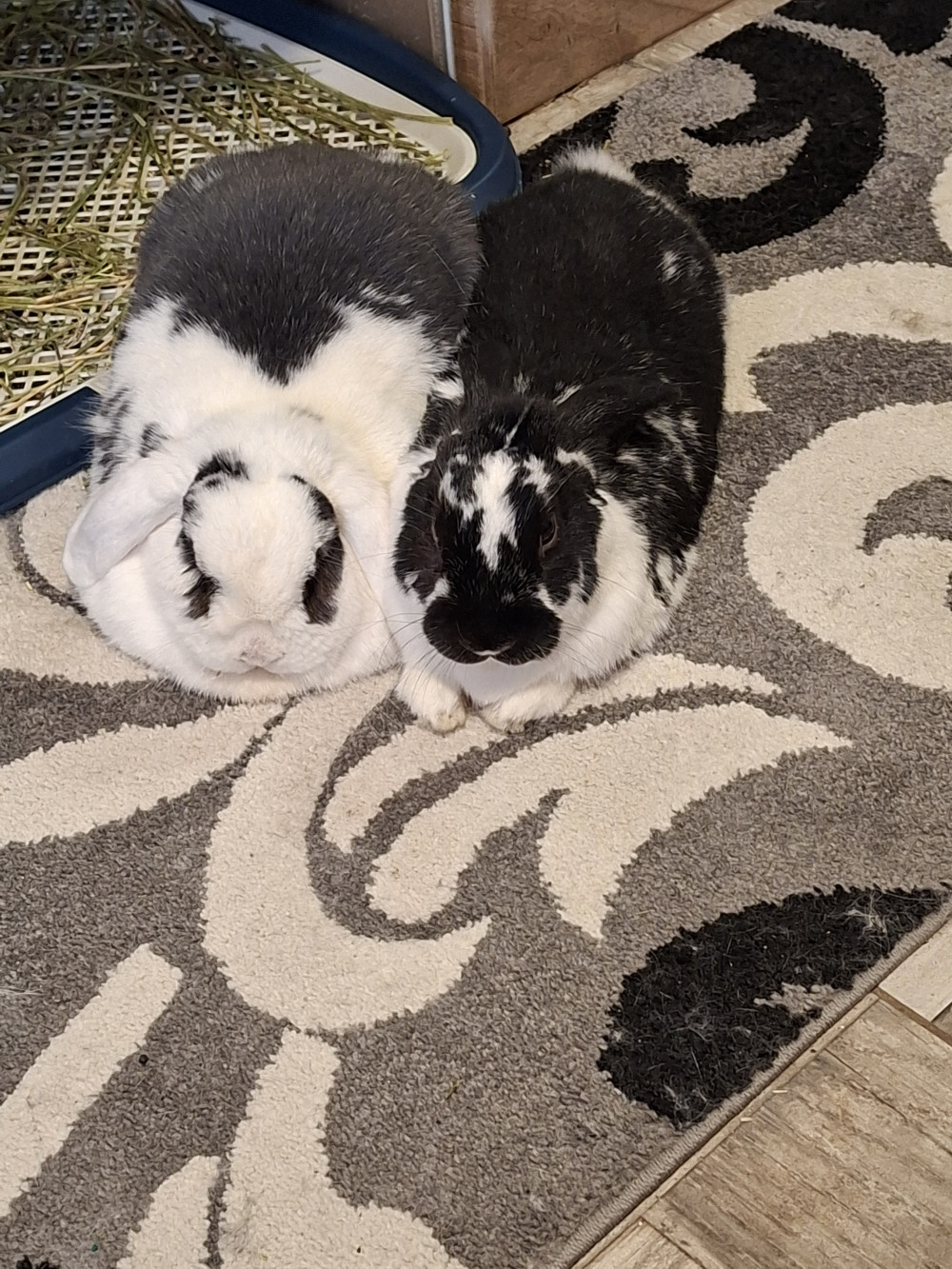 BudaPet Reform nyúltáp 1L
