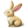 nyúl
